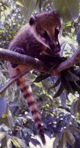 Cataratas_Coati